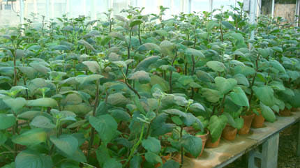 Descubren un marcador molecular del calcio en la papa