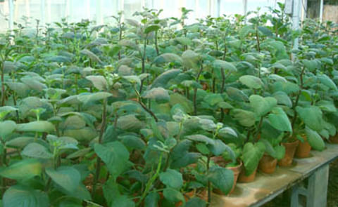 Descubren un marcador molecular del calcio en la papa Descubren un marcador molecular del calcio en la papa