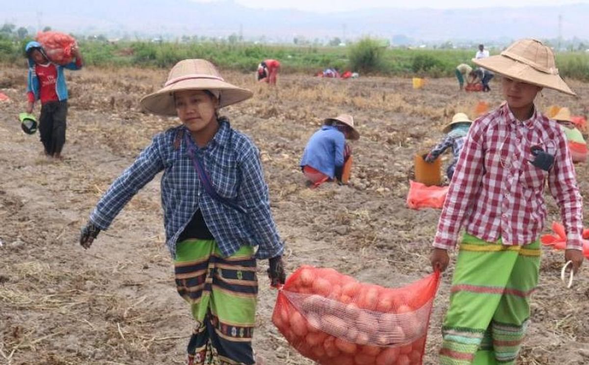 Agricultural specialists from the Netherlands are helping potato farmers in Shan State, Myanmar. But not everyone is on board.
(Courtesy: Aung Nyein Chan / Myanmar Now)