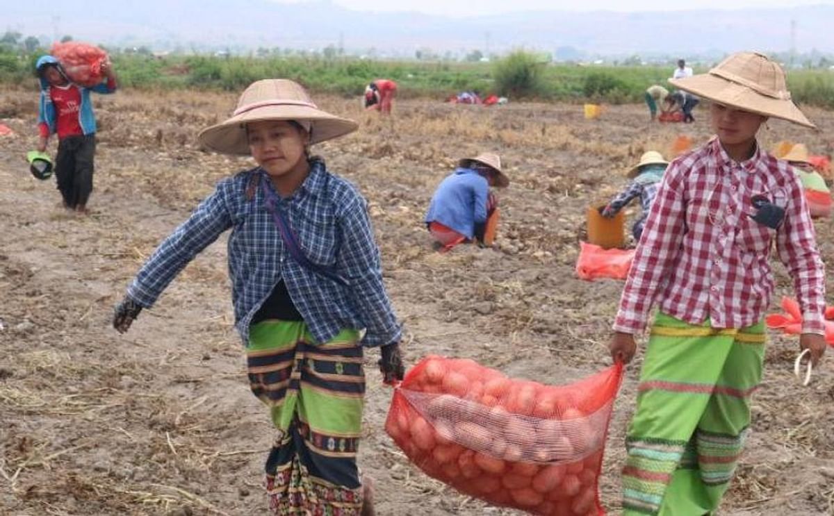 Agricultural specialists from the Netherlands are helping potato farmers in Shan State, Myanmar. But not everyone is on board.
(Courtesy: Aung Nyein Chan / Myanmar Now)