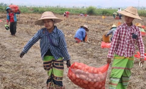 Agricultural specialists from the Netherlands are helping potato farmers in Shan State, Myanmar. But not everyone is on board.
(Courtesy: Aung Nyein Chan / Myanmar Now) Agricultural specialists from the Netherlands are helping potato farmers in Shan State, Myanmar. But not everyone is on board.
(Courtesy: Aung Nyein Chan / Myanmar Now)