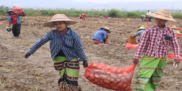 Dutch agronomists help farmers in Myanmar boost their potato yield