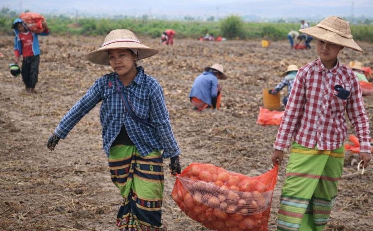Dutch agronomists help farmers in Myanmar boost their potato yield Dutch agronomists help farmers in Myanmar boost their potato yield