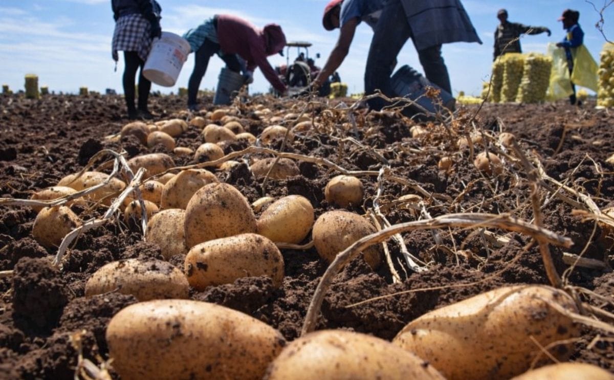 México: Por bajo precio, 22 mil toneladas de papa se mantienen en bodegas México: Por bajo precio, 22 mil toneladas de papa se mantienen en bodegas