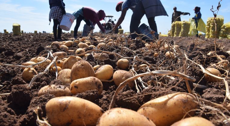 México: Por bajo precio, 22 mil toneladas de papa se mantienen en bodegas