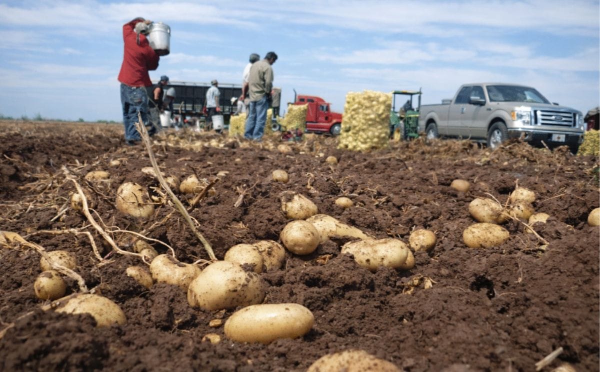 México: Se desploma por calor rendimiento de la papa México: Se desploma por calor rendimiento de la papa