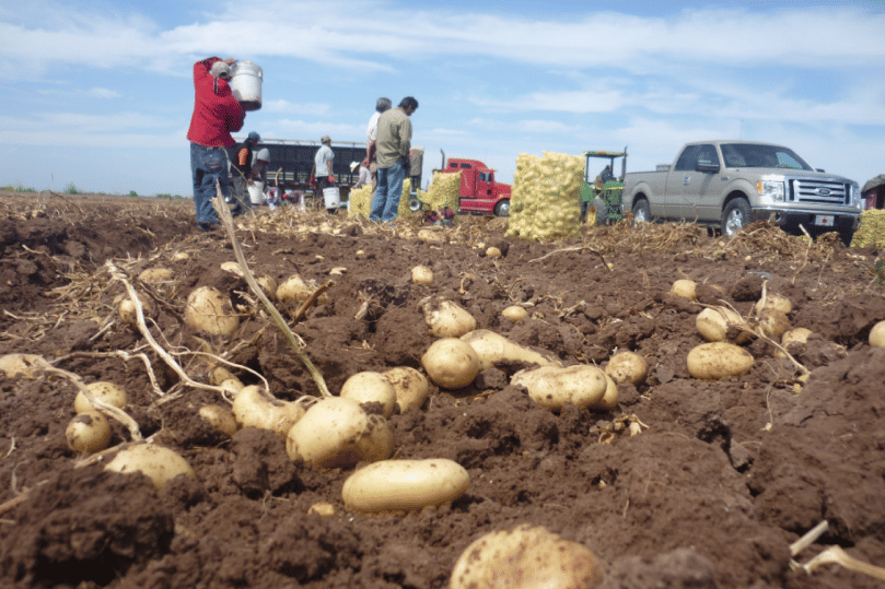México: Se desploma por calor rendimiento de la papa