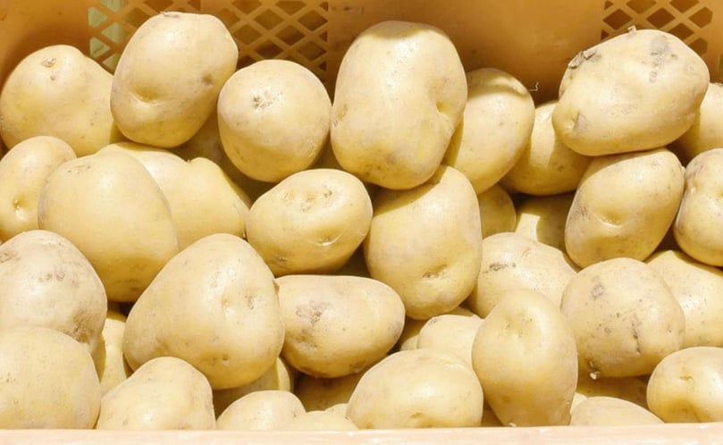 The new potato variety Nagasaki Gold, 'Nagasaki Kogane' (Courtesy: Kyodo News) The new potato variety Nagasaki Gold, 'Nagasaki Kogane' (Courtesy: Kyodo News)