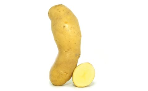 NAGLERNER KIPFLER NAGLERNER KIPFLER