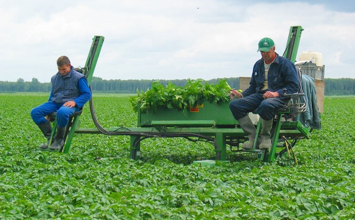 The first sign that something was amiss was a rogueing cart entering the field, a common practice for seed potatoes, but not for table potatoes (Courtesy: NAK)