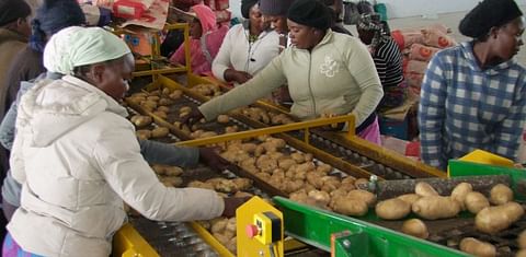 Demand for washed potatoes in Namibia not met by local supply