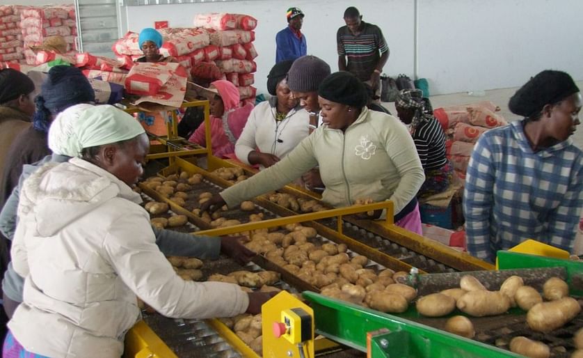 Demand for washed potatoes in Namibia not met by local supply