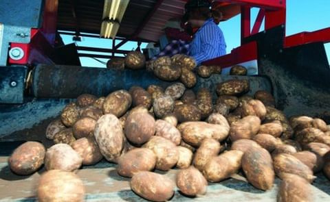 Si México deja pasar papa fresca de EU, se perderá autosuficiencia alimentaria: Conpapa Si México deja pasar papa fresca de EU, se perderá autosuficiencia alimentaria: Conpapa