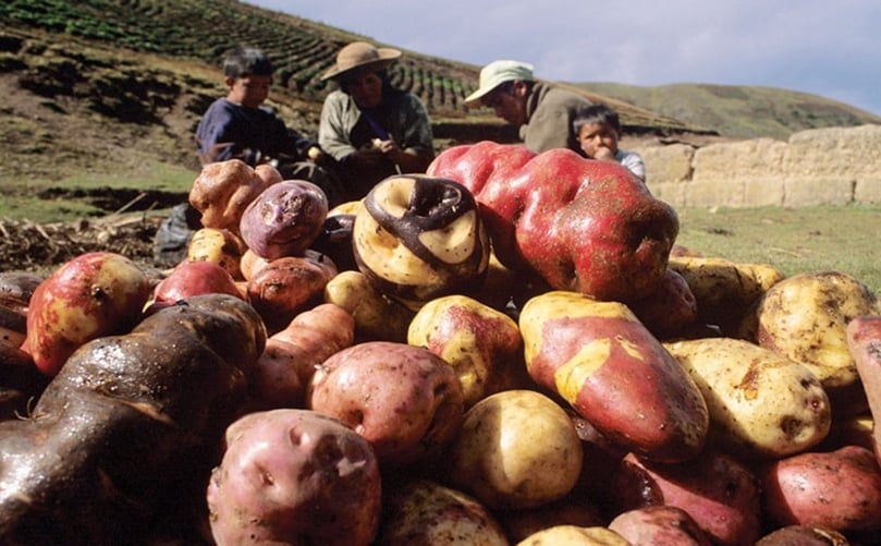 Peruvian family farmers harvesting native potatoes. CAPTION