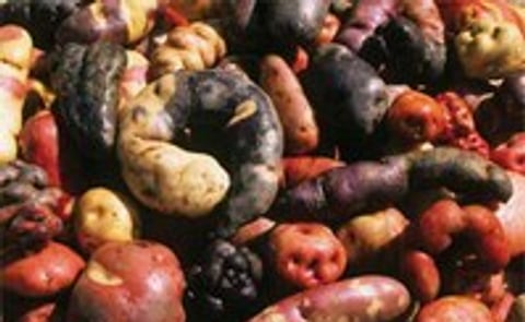 Native potatoes of Peru now available as flakes Native potatoes of Peru now available as flakes