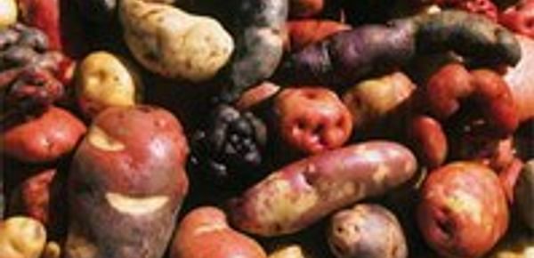  Native potatoes Peru