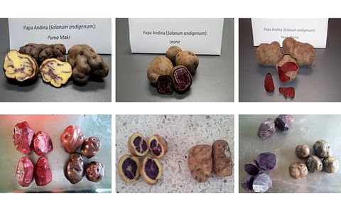 Native Andean potato varieties analyzed: Puma Makin, Leona , Yawar Manto (first line) and Añil, Sangre de Toro and Qequrani (second line).