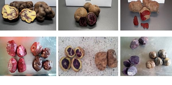 Native Andean potato varieties analyzed: Puma Makin, Leona , Yawar Manto (first line) and Añil, Sangre de Toro and Qequrani (second line).