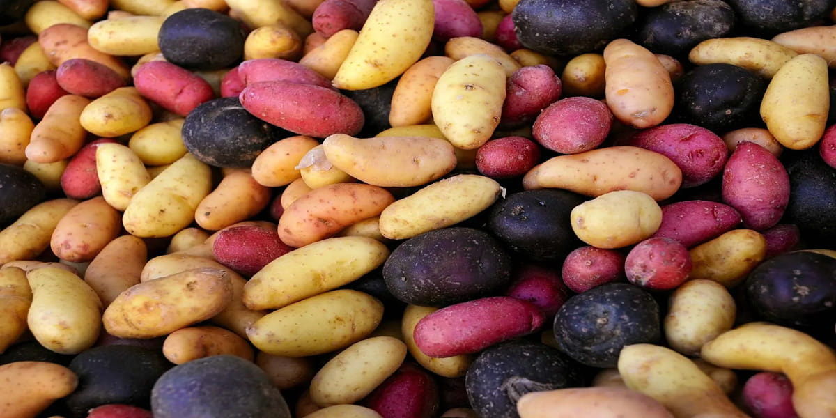 Native Potato Variety
