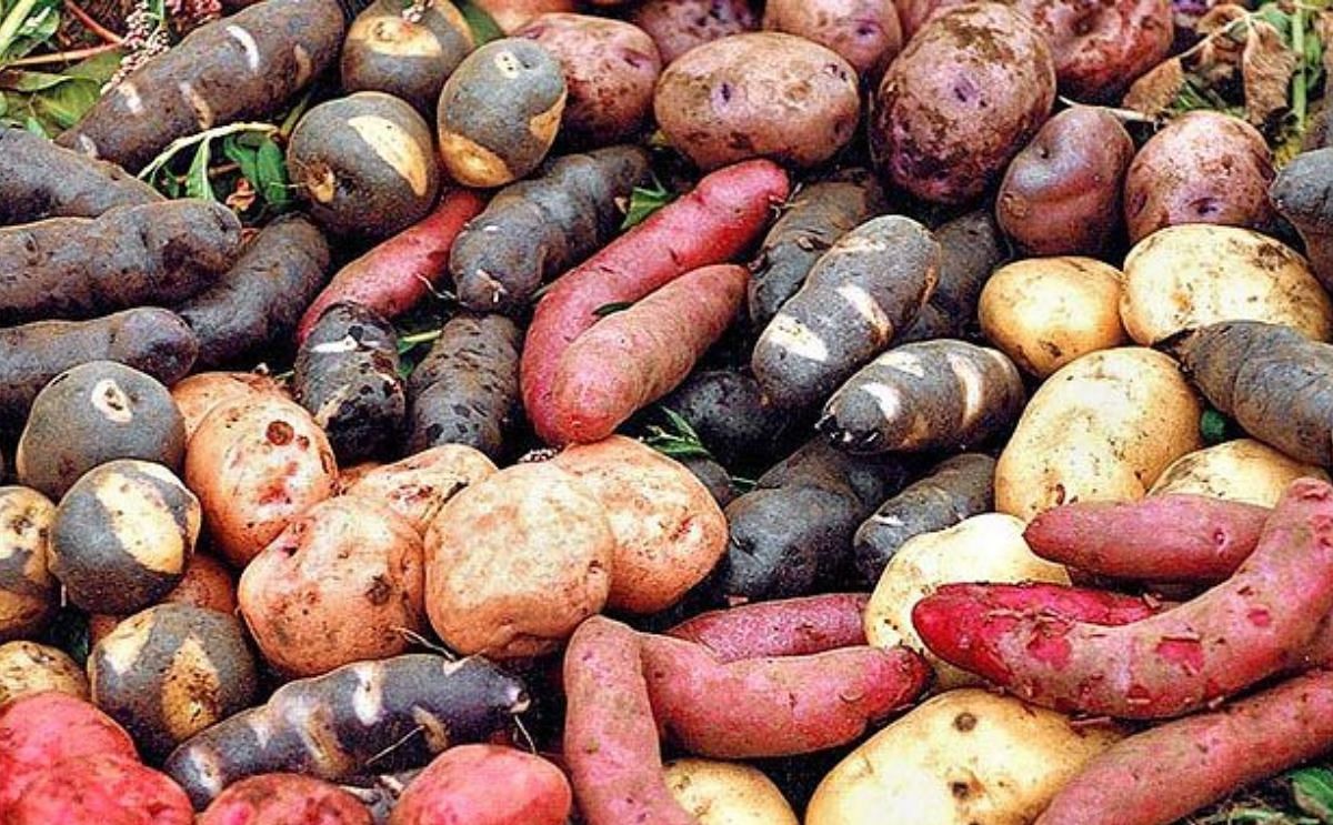 Native Potatoes Native Potatoes