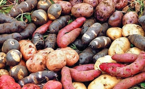 Ecuador: El cultivo de papa nativa se duplicó en dos años Ecuador: El cultivo de papa nativa se duplicó en dos años