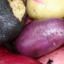 Native Potatoes