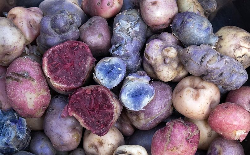 Native potatoes. (Courtesy: David Duddenhoefer/CIP)