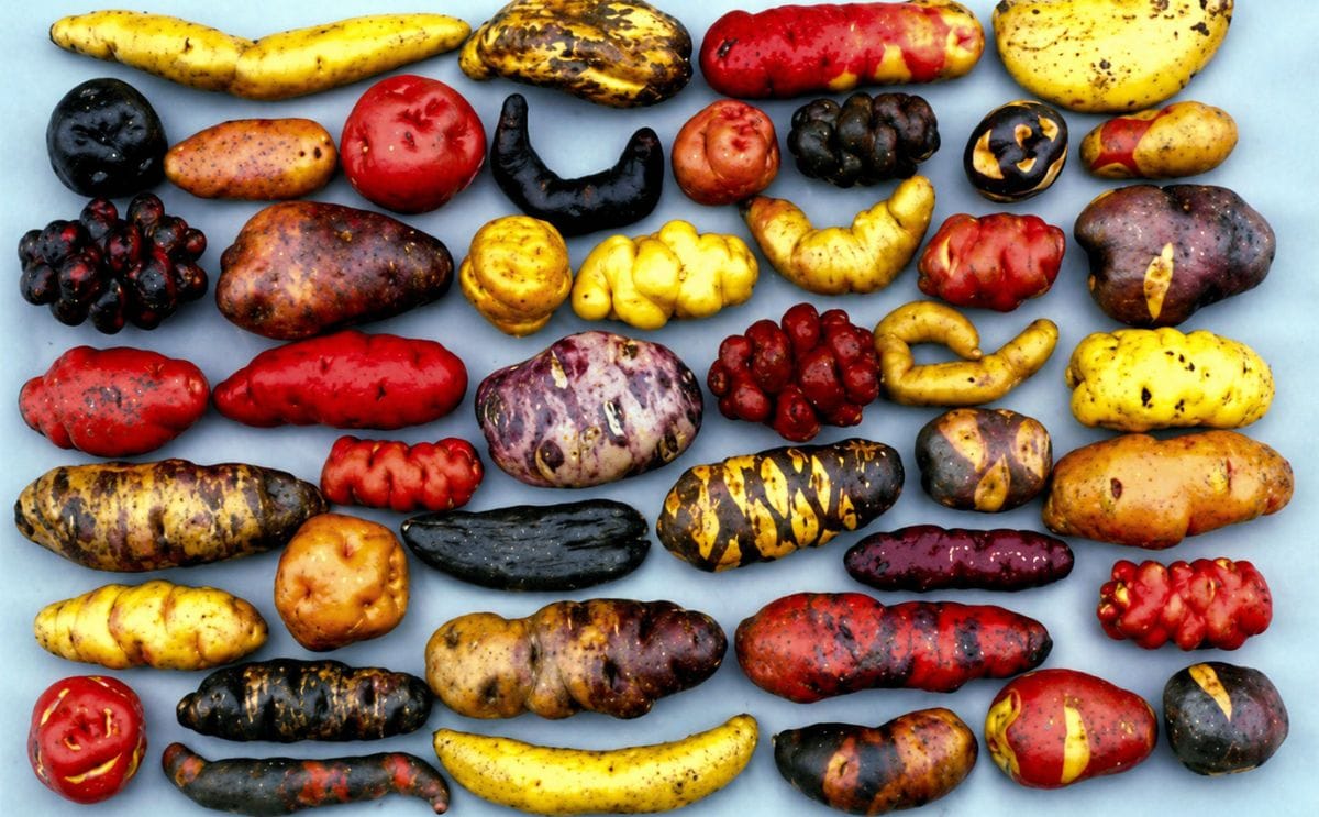 Native Potato varieties Native Potato varieties