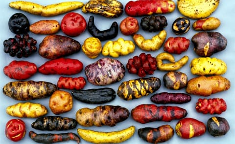 Oeraardappelras geadopteerd door Stichting De Bildtse Aardappelweken Oeraardappelras geadopteerd door Stichting De Bildtse Aardappelweken