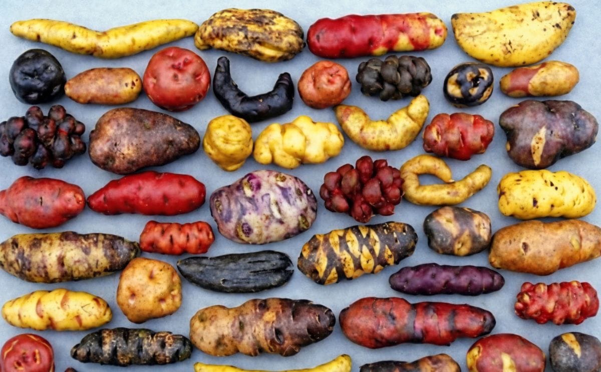 Native Potatoes Native Potatoes