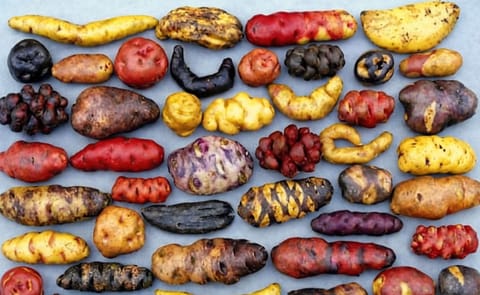 Peru to produce over 4.7 million tons of potatoes this year Peru to produce over 4.7 million tons of potatoes this year