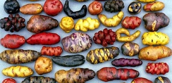Native Potatoes