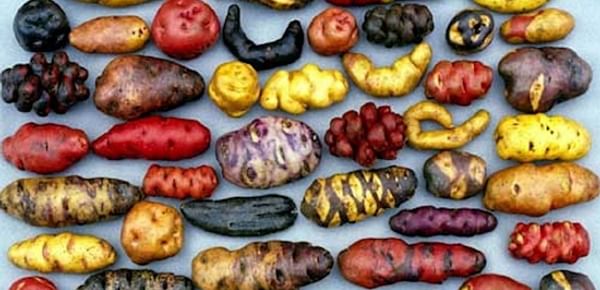 Native Potatoes