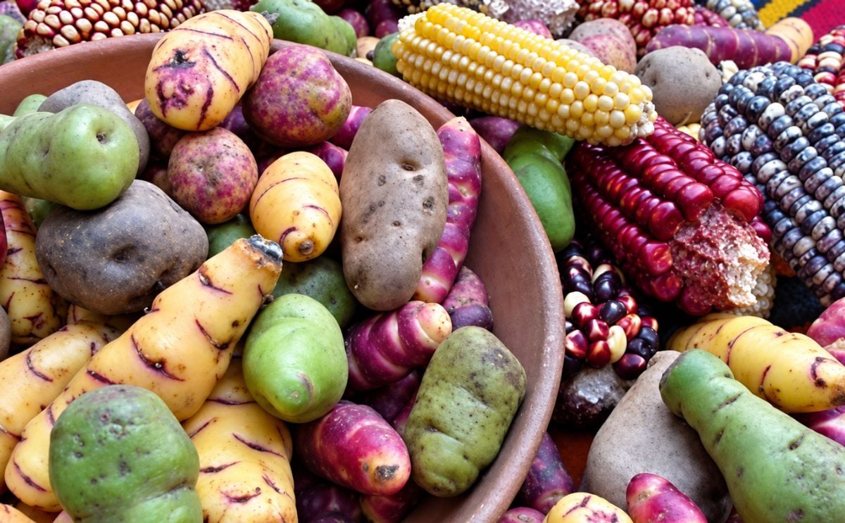 Native Potatoes