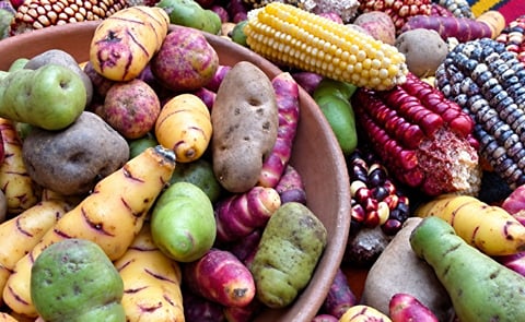 Native Potatoes Native Potatoes