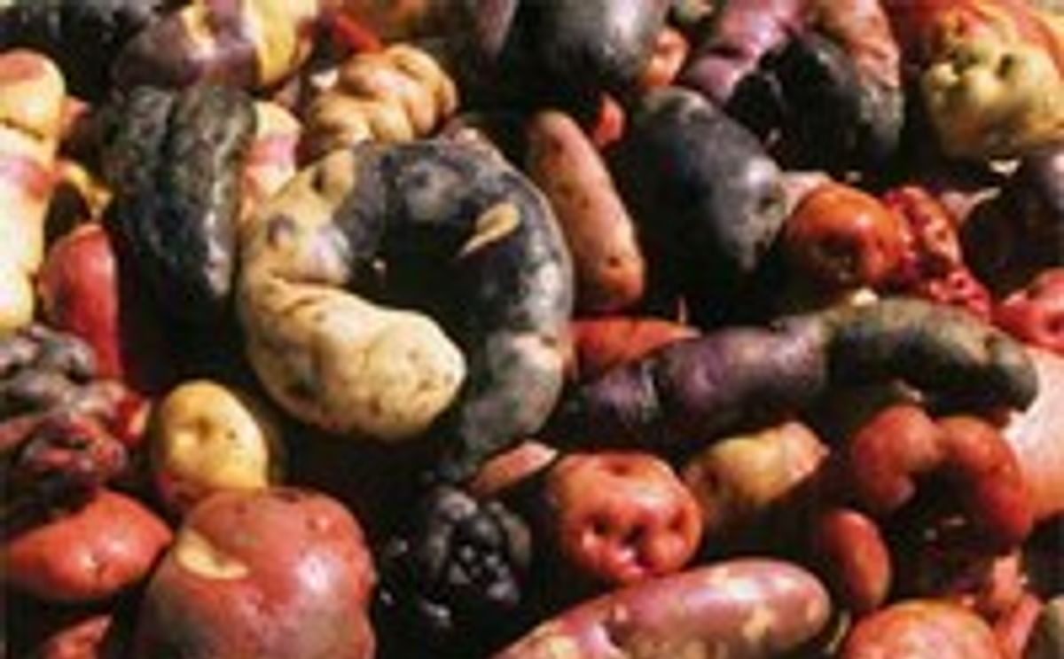 Native potatoes get a clean start from repatriated in-vitro seedlings
