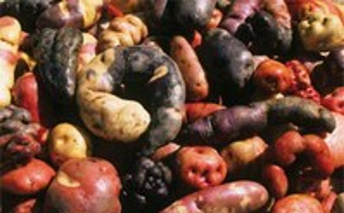 Native potatoes Native potatoes