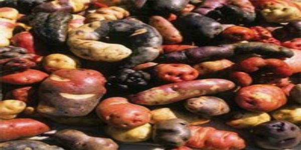  Native Potatoes