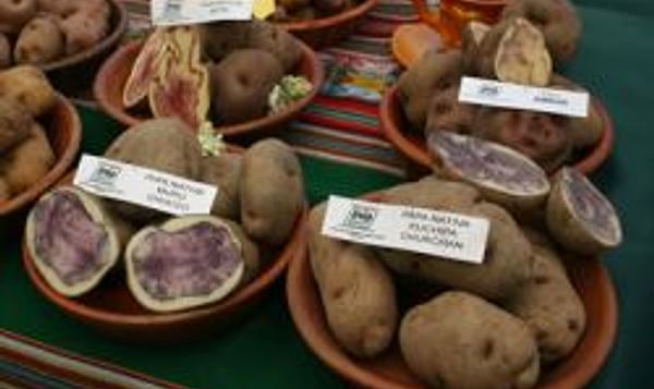  Native Potatoes from peru