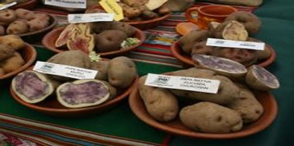  Native Potatoes from peru