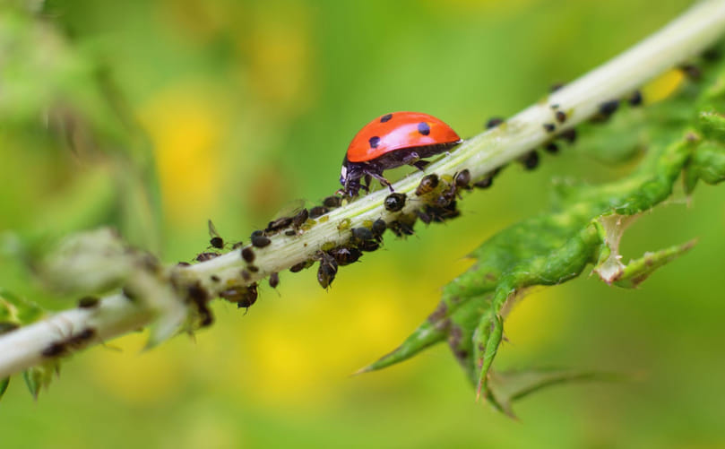 Ecological Interactions of Ladybird Beetles in Potato Ecosystems Ecological Interactions of Ladybird Beetles in Potato Ecosystems