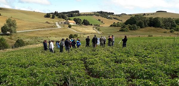 La patata más rentable de Navarra: la siembra ecológica se consolida en los valles del Pirineo navarro