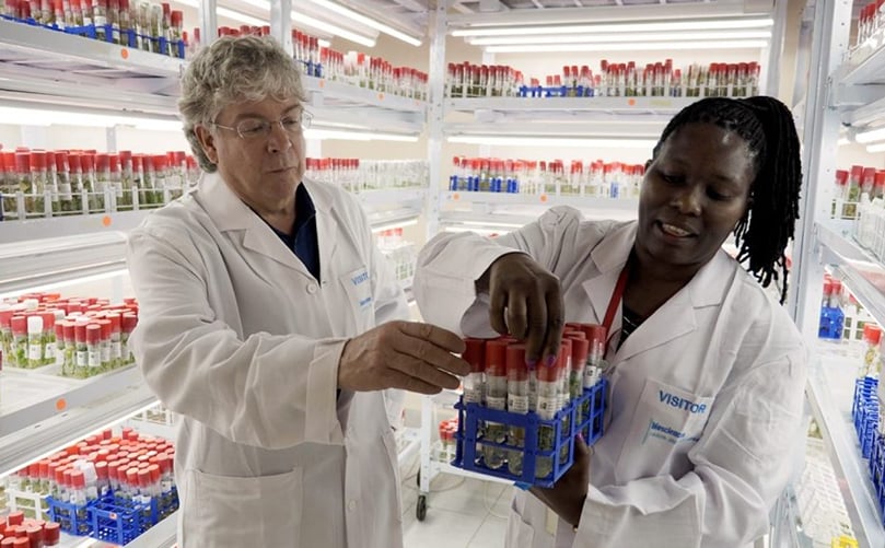 Yencho and Mercy Kitavi work with sweet potato samples in a lab in Nairobi, Kenya. (Courtesy: NC State University) Yencho and Mercy Kitavi work with sweet potato samples in a lab in Nairobi, Kenya. (Courtesy: NC State University)