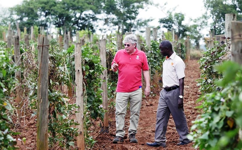 Craig Yencho and Bernard Yada ’14, Ph.D., survey sweet potato vines at a research farm outside Kampala, Uganda. (Courtesy: NC State University) Craig Yencho and Bernard Yada ’14, Ph.D., survey sweet potato vines at a research farm outside Kampala, Uganda. (Courtesy: NC State University)