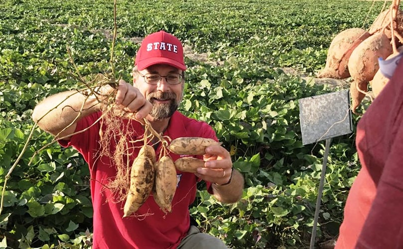 Ken Pecota shows off some of the sweet potato varieties being tested at a research farm in Clinton, N.C. (Courtesy: NC State University) Ken Pecota shows off some of the sweet potato varieties being tested at a research farm in Clinton, N.C. (Courtesy: NC State University)
