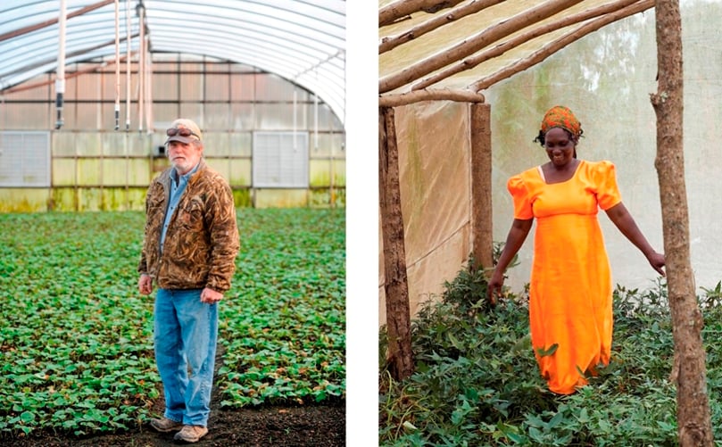 Jim Jones checks on one of several greenhouses he maintains at his farm in Bailey, N.C.and Sekiyanja Joweria checks on the vines in the single greenhouse run by a sweet potato growers cooperative outside of Kampala, Uganda (Courtesy: NC State University) Jim Jones checks on one of several greenhouses he maintains at his farm in Bailey, N.C.and Sekiyanja Joweria checks on the vines in the single greenhouse run by a sweet potato growers cooperative outside of Kampala, Uganda (Courtesy: NC State University)