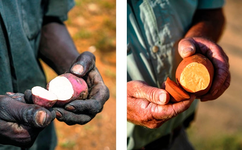 Malinga Emmanuel, a farmer in central Uganda, shows off a white-fleshed sweet potato grown and consumed throughout Uganda and other African countries.While, in eastern North Carolina, Jim Jones holds a Covington orange-fleshed sweet potato, familiar to consumers throughout the United States. (Courtesy: NC State University) Malinga Emmanuel, a farmer in central Uganda, shows off a white-fleshed sweet potato grown and consumed throughout Uganda and other African countries.While, in eastern North Carolina, Jim Jones holds a Covington orange-fleshed sweet potato, familiar to consumers throughout the United States. (Courtesy: NC State University)