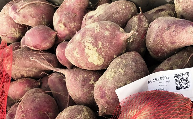 Despite the name, sweet potatoes are not potatoes. And a sweet potato is not the same thing as a yam. Sweet potatoes are native to Central and South America, while yams are a tuber native to Africa and Asia. (Courtesy: NC State University) Despite the name, sweet potatoes are not potatoes. And a sweet potato is not the same thing as a yam. Sweet potatoes are native to Central and South America, while yams are a tuber native to Africa and Asia. (Courtesy: NC State University)