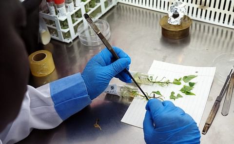 NC State grew the North Carolina sweet potato industry into a global powerhouse. (Courtesy: Bill Krueger / NC State University) NC State grew the North Carolina sweet potato industry into a global powerhouse. (Courtesy: Bill Krueger / NC State University)