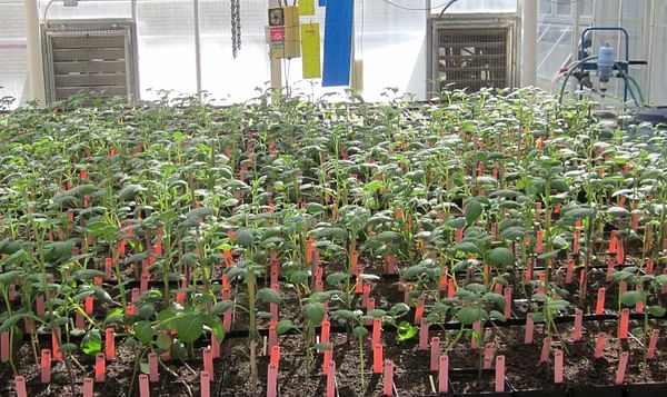 North Carolina State University&#039;s Potato variety trial planting underway